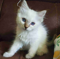 Ragdoll registered (tica) kittens contact for price