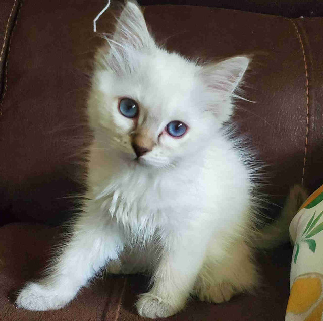 Ragdoll registered (tica) kittens contact for price in Cats & Kittens for Rehoming in Gander
