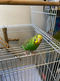 Adorable green budgie, cage, perch and food!