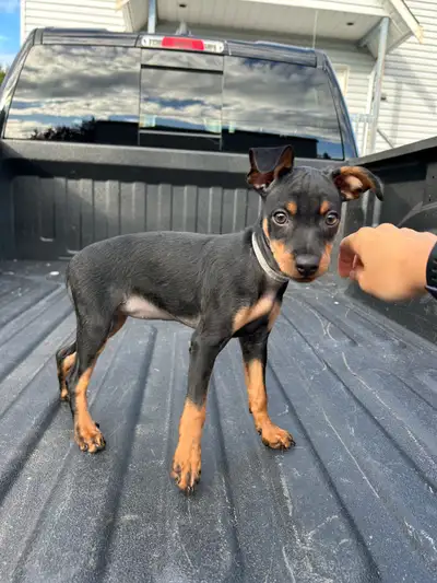 Miniature pinscher Puppies, View more