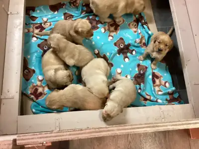 Golden retrivers, View more