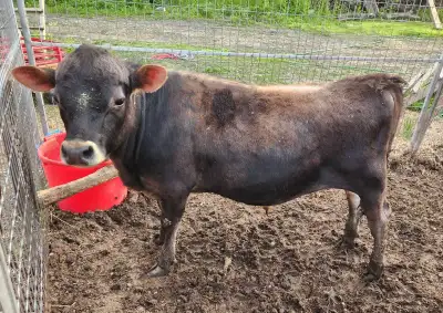 Miniature midsized jersey bull for sale Will be 1 year old the end of May. He stands at about 37" hi...