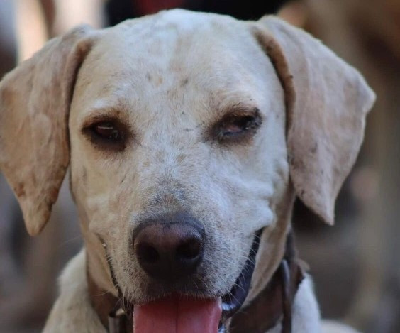 OREJAS. 6-Year-Old Fully Vaxxed, Neutered Lab/Terrier Cross in Registered Shelter / Rescue in Oshawa / Durham Region