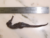 King-sized intact seahorse specimen