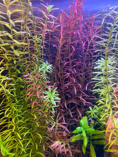Rotala rotundifolia “Blood Red” , View more