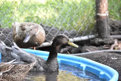 Friendly Indian Runner Drake | Great with Chickens, View more