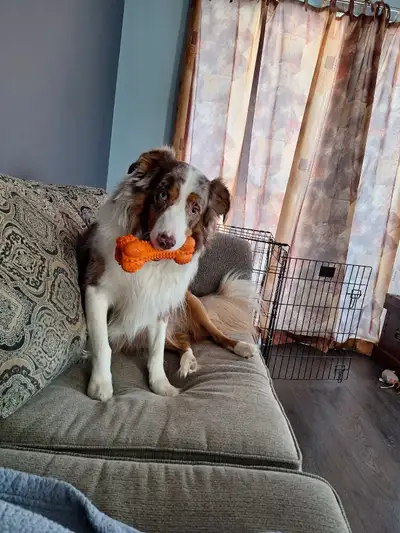 Male non castré habitué au enfants et chat aime les autres chiens mais très peureu avec les étranger...