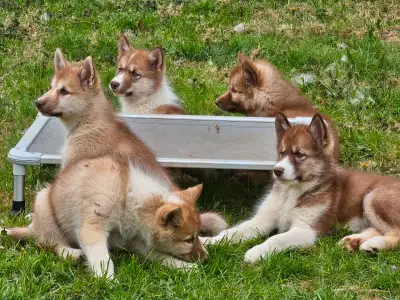 Ready to go: Gorgeous and playful northern dogs called Canadian Eskimo Dogs, one of the oldest dogs...
