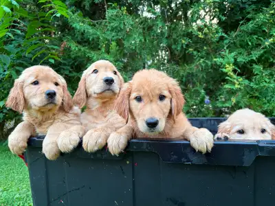 Purebred golden retriever puppies, View more