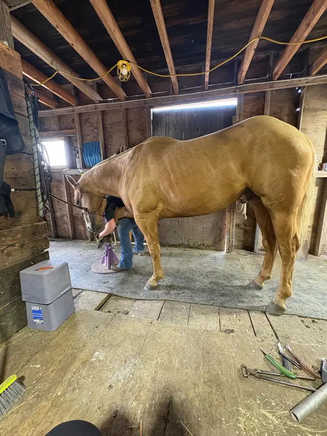 Registered Quarter horse, Palomino Stallion !! in Horses & Ponies for Rehoming in Edmonton - Image 11