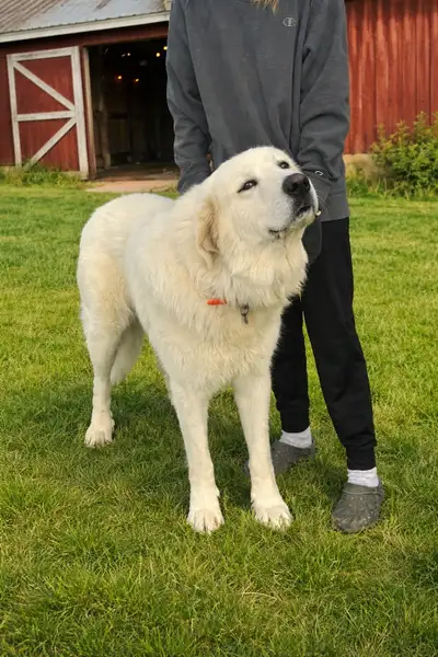livestock guardian Great Pyrenees, View more