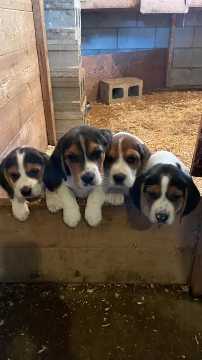 beagle pups, View more
