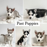 Purebred, Health Tested Siberian Husky Puppies 