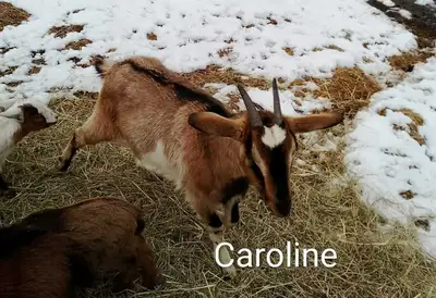 Nanny goats for sale, View more