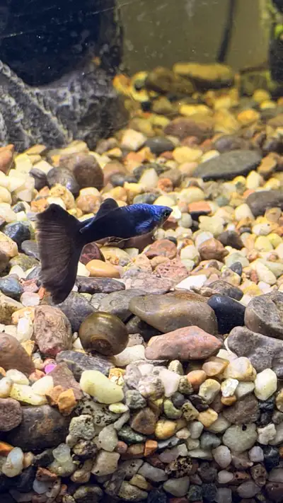 Blue Moscow Guppy (Exotic Pure), View more