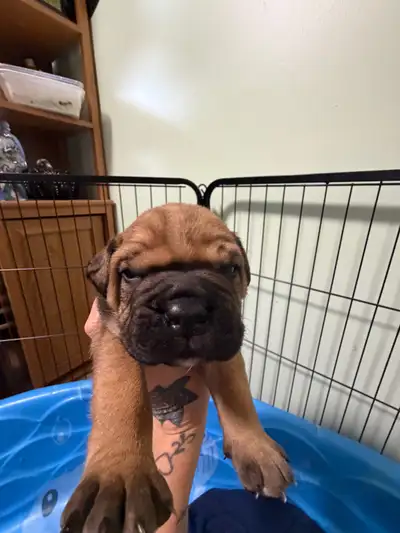 English Bulldog Puppies – 2 Males, 1 Female, View more