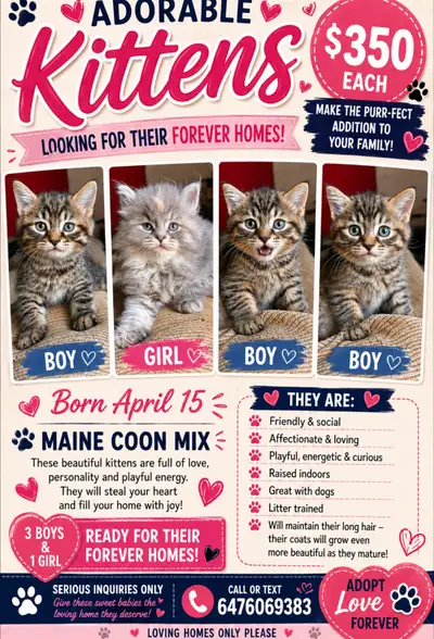 kittens looking for their forever home, View more