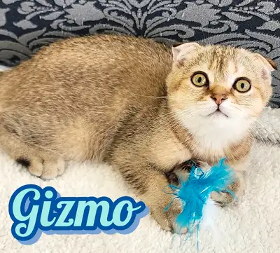 Scottish Fold /Straight Shorthair looking for new home!, View more