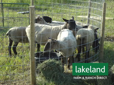 WELDED WIRE MESH PANELS for CATTLE/SHEEP/GOATS/HOGS/CHICKENS ETC, View more