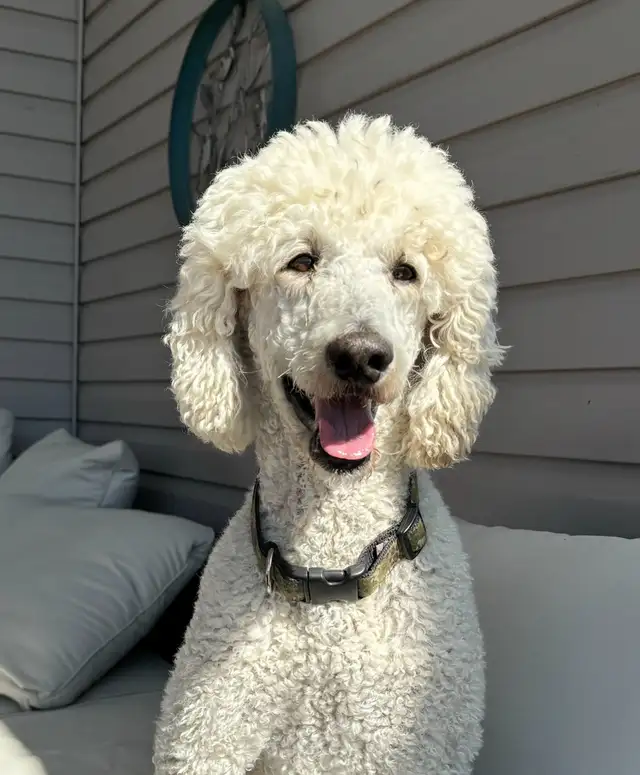 Standard F1 Bernedoodle puppies available July 10, 2025 in Dogs & Puppies for Rehoming in Grande Prairie - Image 6