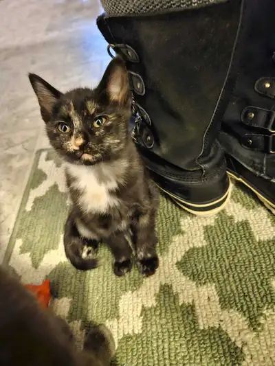 12 week old kitten - female, View more