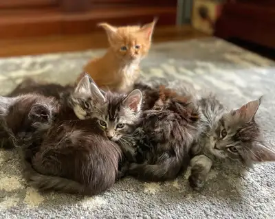 Purebred Maine Coon Kittens, View more