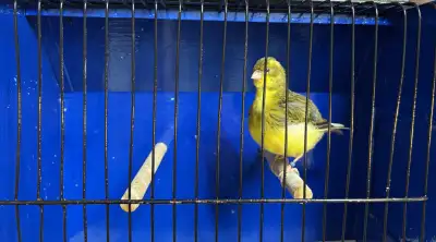 High quality Female Canary, View more