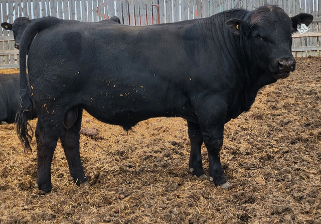 Yearling Gelbvieh Bulls For sale in Livestock in Medicine Hat - Image 2