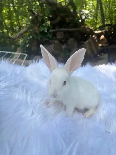 baby bunny , View more