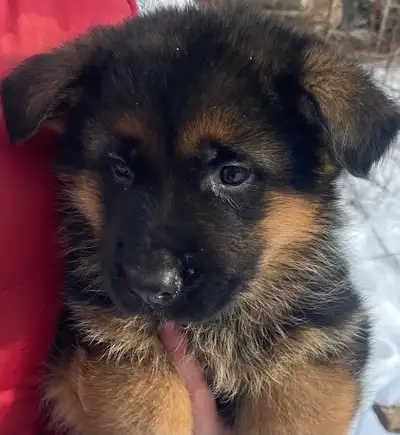 German Shepherd puppies available, View more