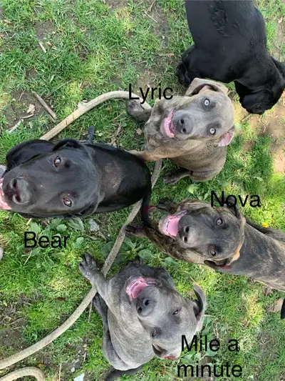 puppies needing their forever home asap , View more