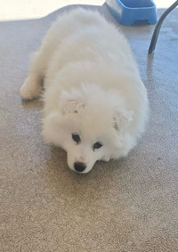 Samoyed puppie for sale in Kelowna 