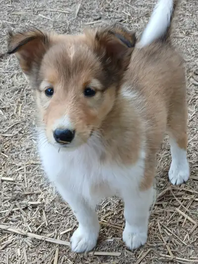 Cute Sheltie/Rough collie mix puppies, View more
