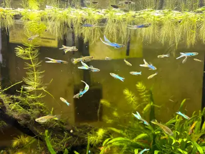 Guppy fish, Japanese blue lytail double sword, View more