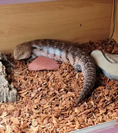 Northern Blue Tongue Skink, View more