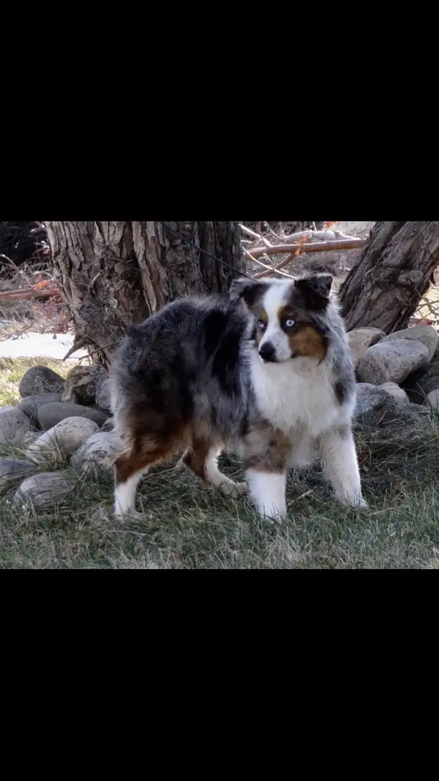 Toy Australian Shepherd Pups in Dogs & Puppies for Rehoming in Kelowna - Image 4