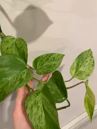 Pothos “Marble Queen” Leaf Clippings