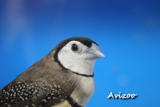 BICHENOW COUPLE DISPONIBLES dans Oiseaux à adopter  à Laurentides - Image 3