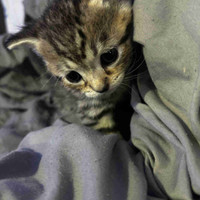 baby medium haired Persian/Tabby/Mainecoon kittens!! 