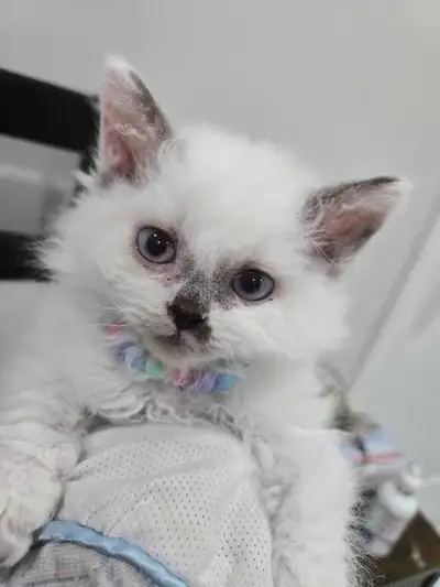 Lambkin Kittens *Munchkin/Selkirk Rex, View more