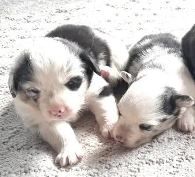 corgi  puppies , View more