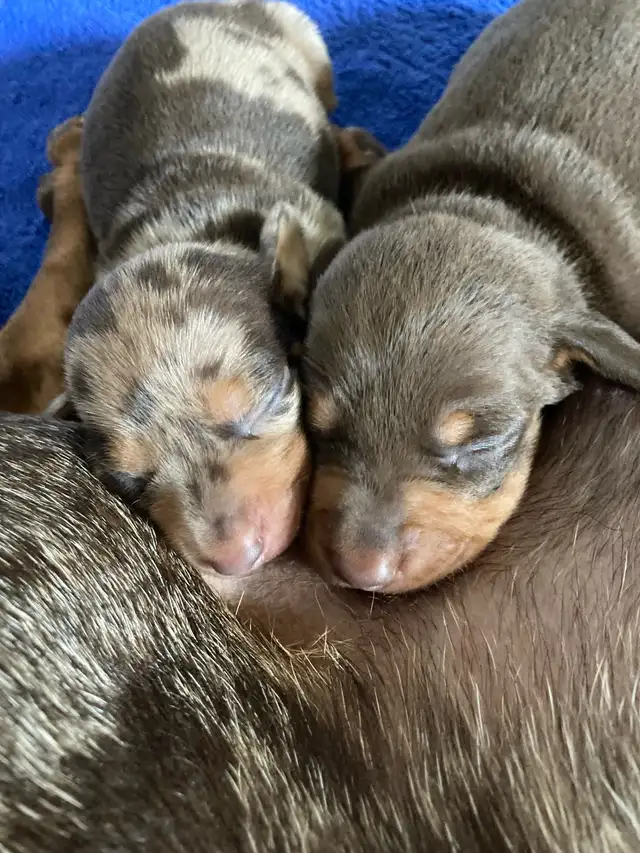 Miniature  Dachshund Puppies - one male chocolate pup available in Dogs & Puppies for Rehoming in Cambridge - Image 7