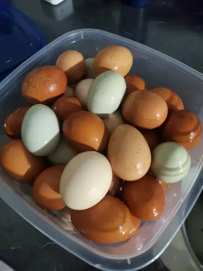 Hatching Mix Chicken eggs, View more