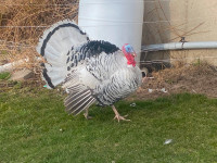Young Purebred Royal palm turkey Tom’s