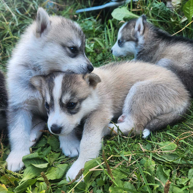 6 chiots husky Alaskan pure race dans Chiens et chiots à adopter  à Laurentides