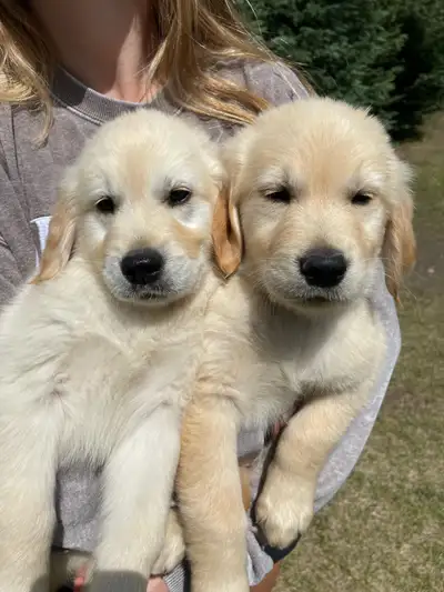 Male Purebred Golden Retriever Puppies.. Ready To Go!, View more