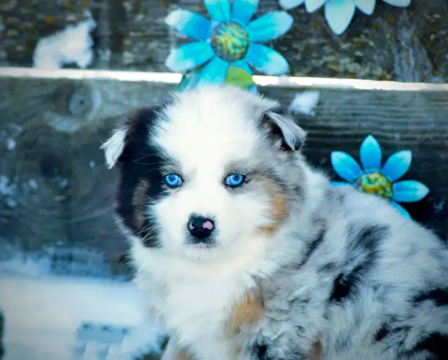 Miniature Australian Shepherd Pups in Dogs & Puppies for Rehoming in Edmonton - Image 7