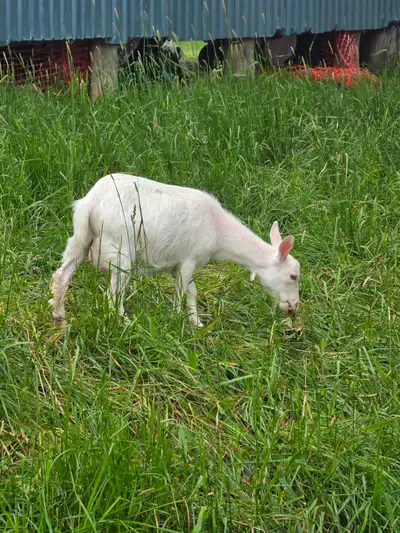 Nigerian goat, in milk, View more