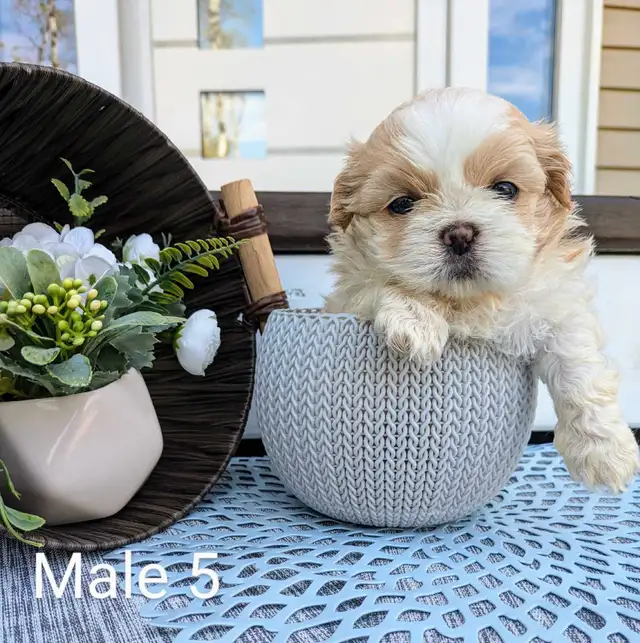 ❤️ Beautiful Shih Tzu Puppies ❤️ Ready to go today! in Dogs & Puppies for Rehoming in Winnipeg - Image 5