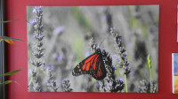 Toile avec papillon monarque et des fleurs de Lavande !